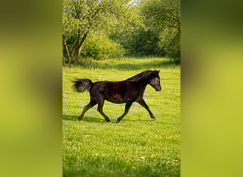 Deutsches Reitpferd Mix, Stute, 16 Jahre, 145 cm, Rappe