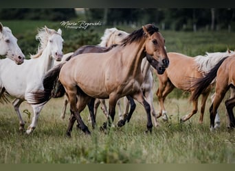 Deutsches Reitpferd, Stute, 16 Jahre, 152 cm, Falbe