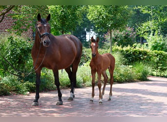 Deutsches Reitpferd, Stute, 16 Jahre, 155 cm, Brauner