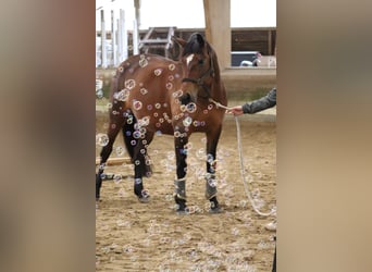 Deutsches Reitpferd Mix, Stute, 16 Jahre, 157 cm, Brauner