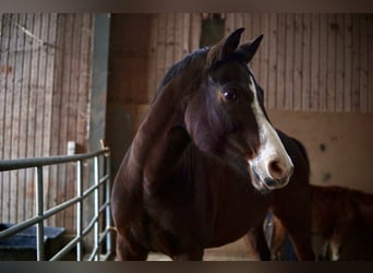 Deutsches Reitpferd Mix, Stute, 16 Jahre, 158 cm, Brauner