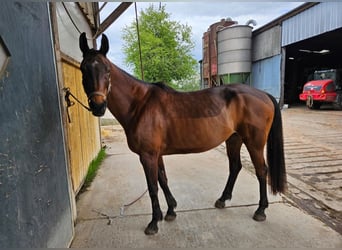 Deutsches Reitpferd Mix, Stute, 16 Jahre, 162 cm, Brauner