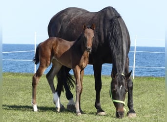 Deutsches Reitpferd, Stute, 16 Jahre, 163 cm, Dunkelbrauner