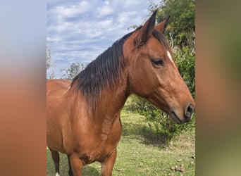 Deutsches Reitpferd, Stute, 16 Jahre, 164 cm