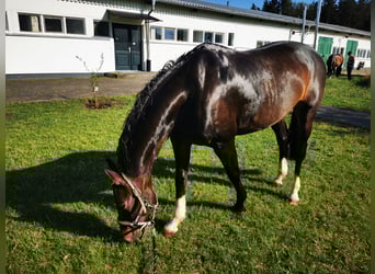 Deutsches Reitpferd, Stute, 16 Jahre, 165 cm, Dunkelbrauner