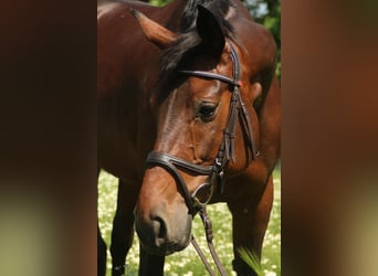 Deutsches Reitpferd, Stute, 16 Jahre, 167 cm, Brauner