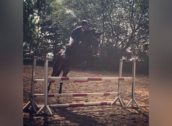 Deutsches Reitpferd, Stute, 16 Jahre, 167 cm, Brauner