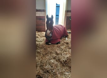 Deutsches Reitpferd, Stute, 16 Jahre, 168 cm, Brauner