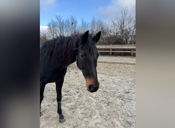 Deutsches Reitpferd, Stute, 16 Jahre, 168 cm, Dunkelbrauner