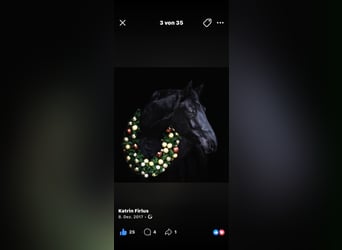 Deutsches Reitpferd, Stute, 16 Jahre, 170 cm, Rappe