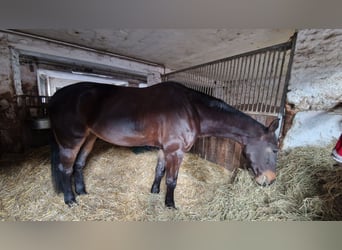 Deutsches Reitpferd, Stute, 16 Jahre, 172 cm, Dunkelbrauner