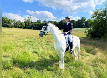 Deutsches Reitpferd, Stute, 16 Jahre, 172 cm, Schimmel