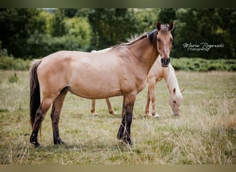 Deutsches Reitpferd, Stute, 17 Jahre, 152 cm, Falbe