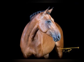 Deutsches Reitpferd, Stute, 17 Jahre, 157 cm, Brauner