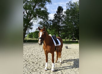 Deutsches Reitpferd, Stute, 17 Jahre, 164 cm, Fuchs