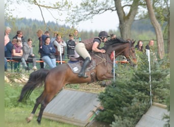 Deutsches Reitpferd, Stute, 17 Jahre, 167 cm, Fuchs