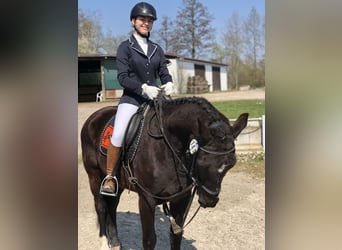 Deutsches Reitpferd, Stute, 17 Jahre, 167 cm, Fuchs