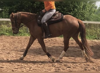 Deutsches Reitpferd, Stute, 17 Jahre, 167 cm, Fuchs