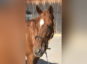 Deutsches Reitpferd, Stute, 17 Jahre, 167 cm, Fuchs