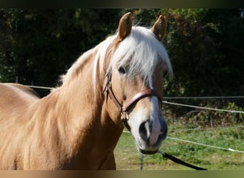 Deutsches Reitpferd, Stute, 17 Jahre, 167 cm, Fuchs