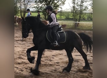 Deutsches Reitpferd, Stute, 17 Jahre, 167 cm, Fuchs