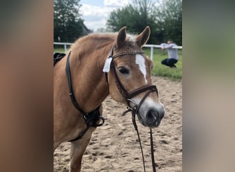 Deutsches Reitpferd, Stute, 17 Jahre, 167 cm, Fuchs