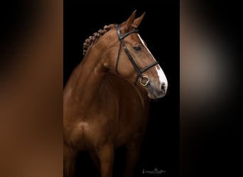 Deutsches Reitpferd, Stute, 17 Jahre, 172 cm, Fuchs