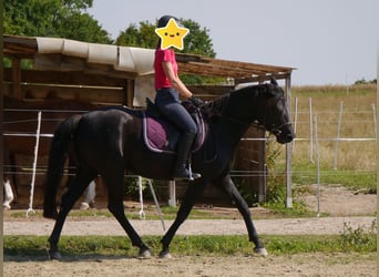 Deutsches Reitpferd Mix, Stute, 18 Jahre, 157 cm, Rappe
