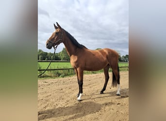 Deutsches Reitpferd, Stute, 18 Jahre, 161 cm, Brauner