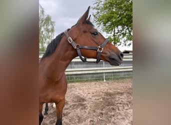 Deutsches Reitpferd, Stute, 18 Jahre, 165 cm, Brauner