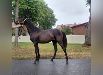 Deutsches Reitpferd, Stute, 1 Jahr, 139 cm, Rappe