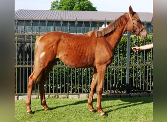 Deutsches Reitpferd, Stute, 1 Jahr, 145 cm
