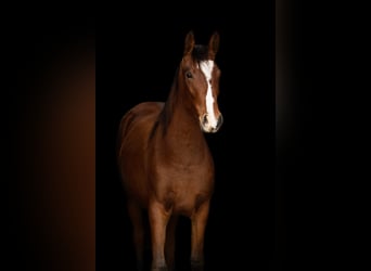 Deutsches Reitpferd Mix, Stute, 1 Jahr, 155 cm, Brauner