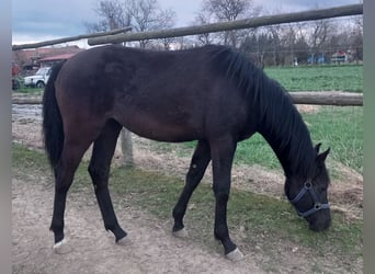 Deutsches Reitpferd, Stute, 1 Jahr, 163 cm, Dunkelbrauner
