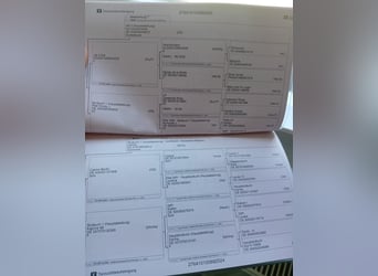 Deutsches Reitpferd, Stute, 1 Jahr, 163 cm, Fuchs