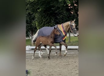 Deutsches Reitpferd, Stute, 1 Jahr, 164 cm, Dunkelbrauner