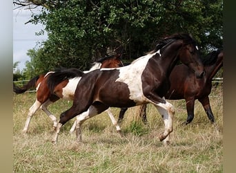 Deutsches Reitpferd, Stute, 1 Jahr, 168 cm, Schecke