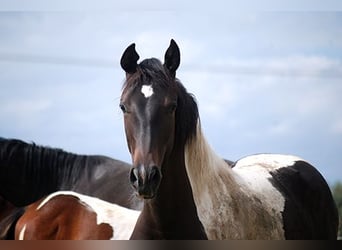 Deutsches Reitpferd, Stute, 1 Jahr, 168 cm, Schecke