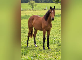 Deutsches Reitpferd, Stute, 1 Jahr, Brauner