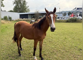 Deutsches Reitpferd, Stute, 1 Jahr, Brauner