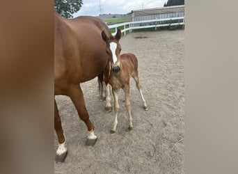 Deutsches Reitpferd, Stute, 1 Jahr, Fuchs