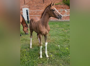 Deutsches Reitpferd, Stute, 1 Jahr, Fuchs