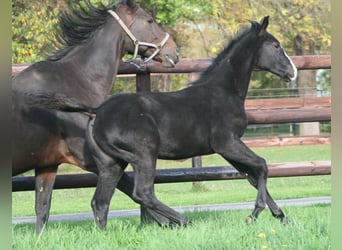 Deutsches Reitpferd, Stute, 1 Jahr, Rappe