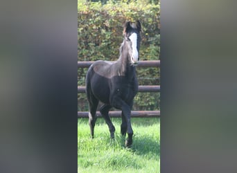 Deutsches Reitpferd, Stute, 1 Jahr, Rappe