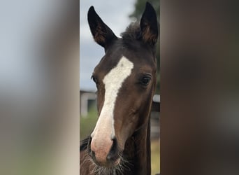 Deutsches Reitpferd, Stute, 1 Jahr, Schwarzbrauner