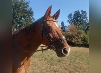 Deutsches Reitpferd, Stute, 20 Jahre, 162 cm, Dunkelfuchs
