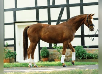 Deutsches Reitpferd, Stute, 20 Jahre, 164 cm, Dunkelfuchs