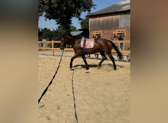 Deutsches Reitpferd, Stute, 21 Jahre, 164 cm, Kann Schimmel werden