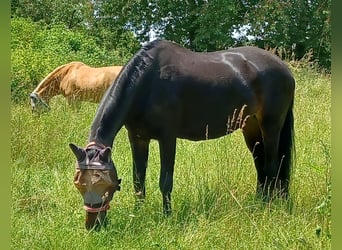 Deutsches Reitpferd, Stute, 21 Jahre, 164 cm, Schwarzbrauner