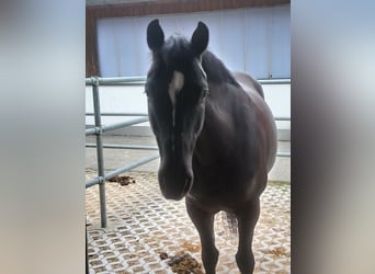 Deutsches Reitpferd, Stute, 23 Jahre, 160 cm, Dunkelbrauner